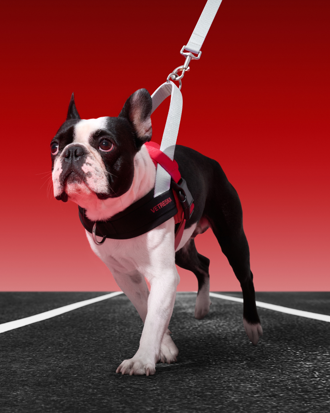 Ollie Bearman Circuit Collection - Quick Fit Pet Harness & Leash Set