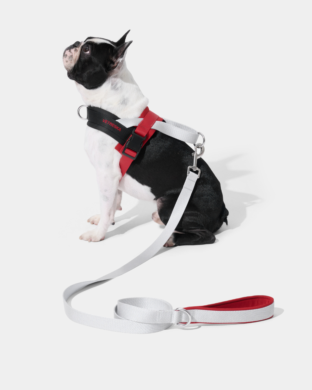 Ollie Bearman Circuit Collection - Quick Fit Pet Harness & Leash Set
