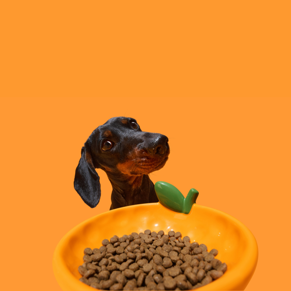 Tangerine Ceramic Pet Bowl