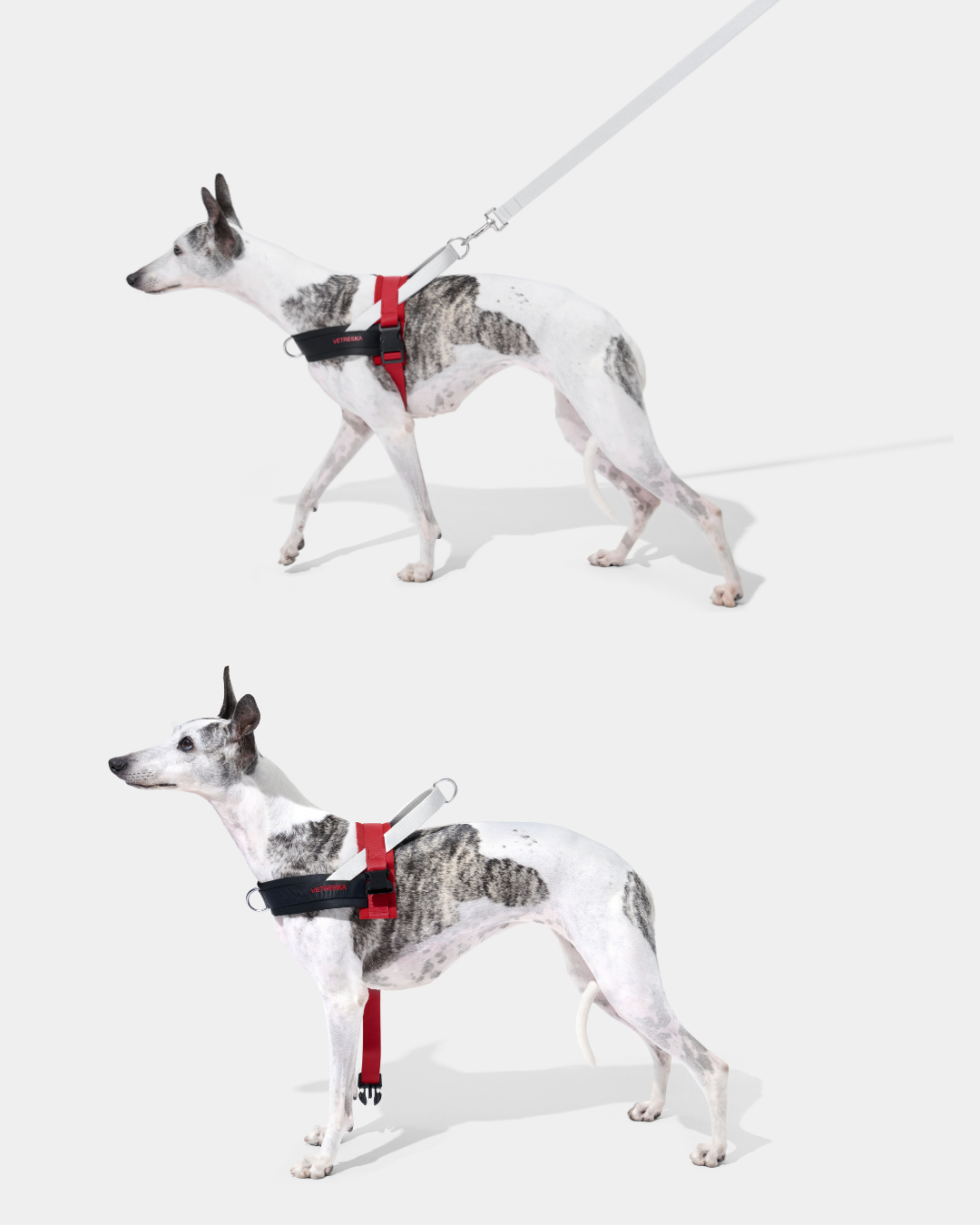 Ollie Bearman Circuit Collection - Quick Fit Pet Harness & Leash Set