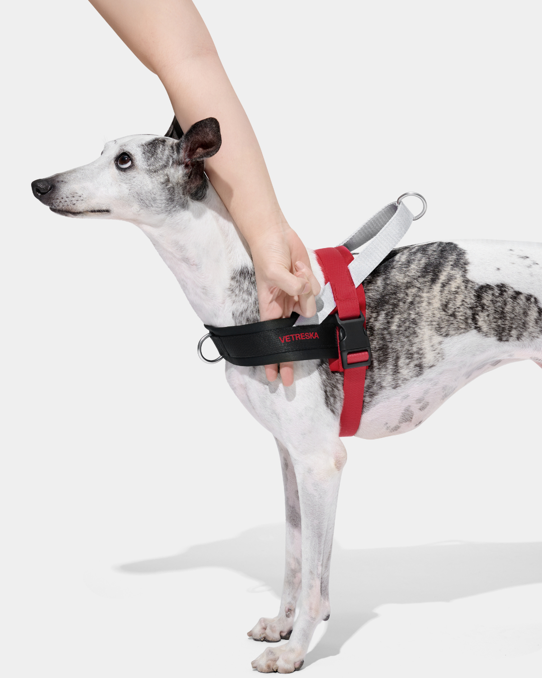 Ollie Bearman Circuit Collection - Quick Fit Pet Harness & Leash Set