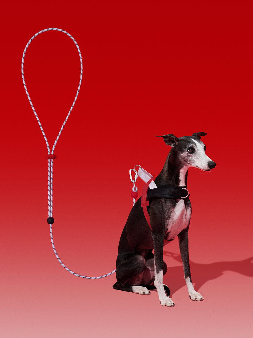 Ollie Bearman Circuit Collection - Connect (PREMIUM) Classic Rope Leash for Pets