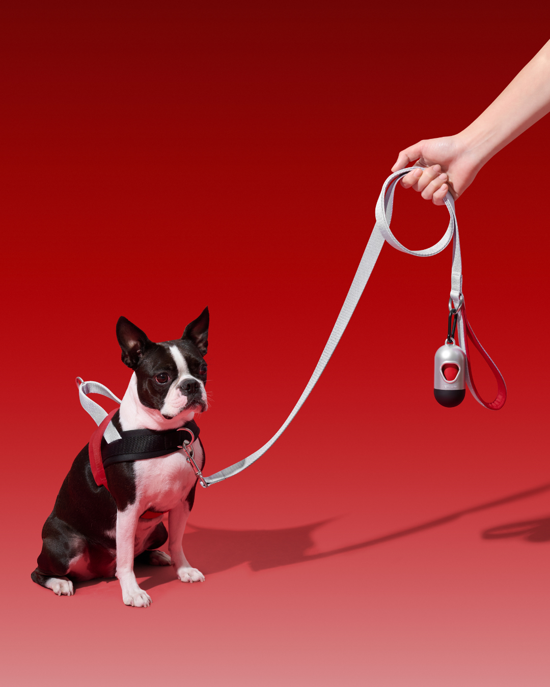 Ollie Bearman Circuit Collection - Quick Fit Pet Harness & Leash Set