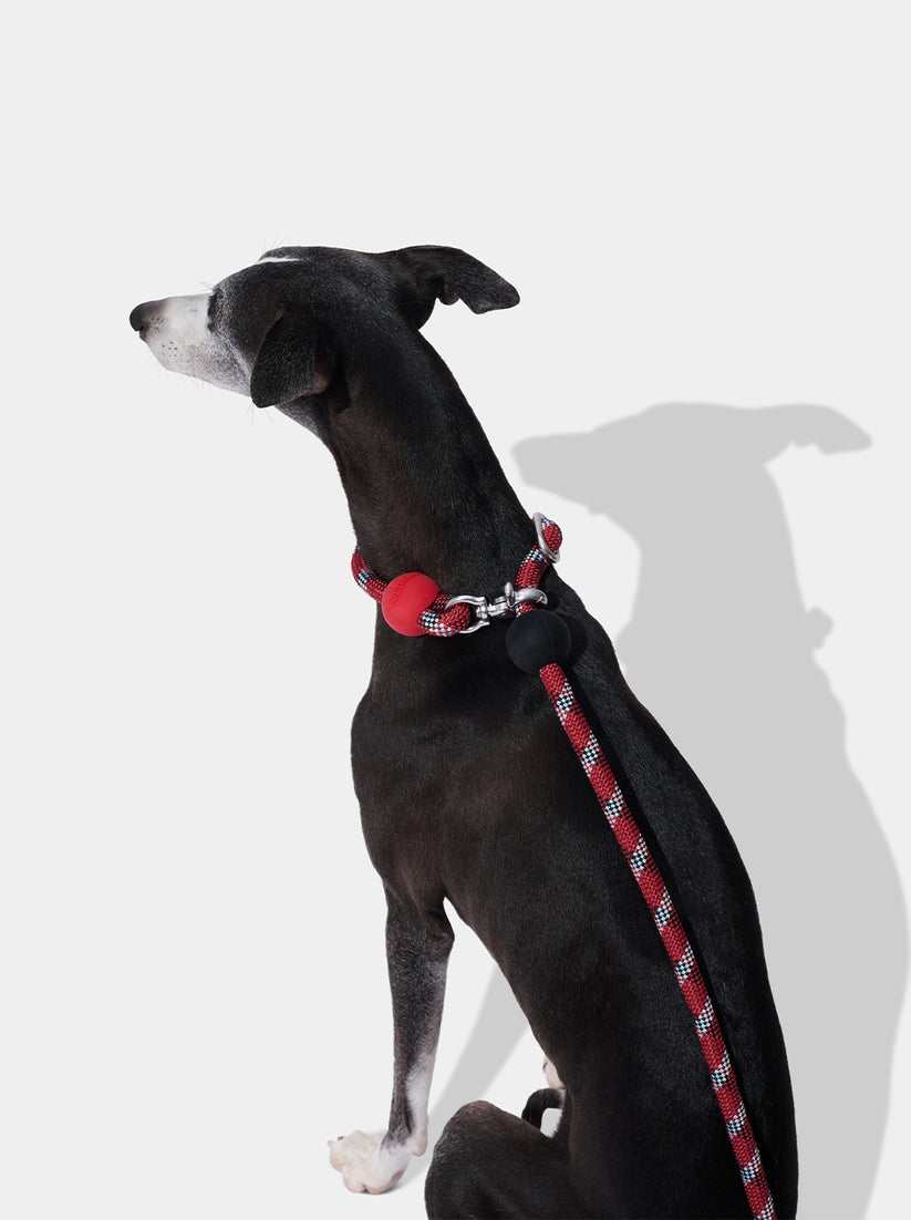 Ollie Bearman Circuit Collection - Connect Multifunction Hands-Free Rope Leash For Pets