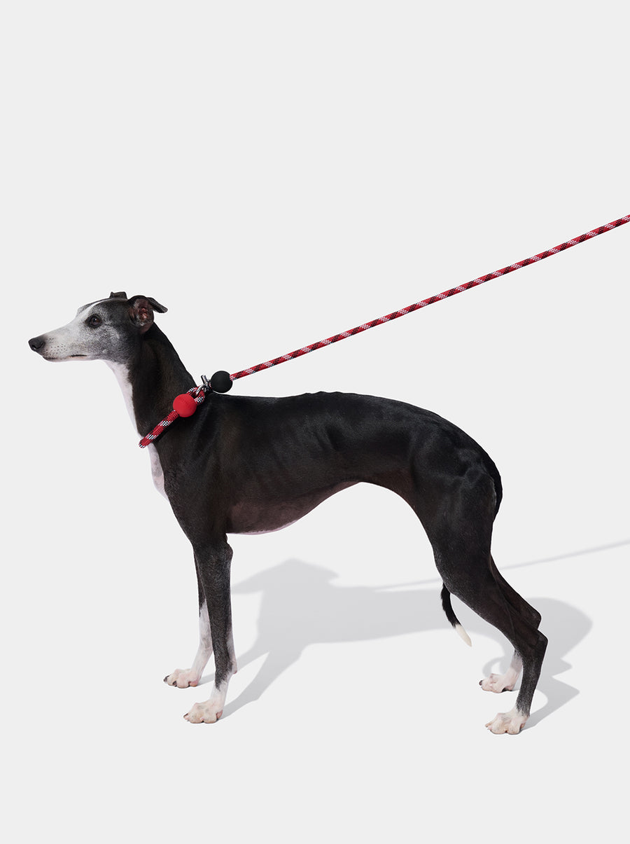 Ollie Bearman Circuit Collection - Connect Multifunction Hands-Free Rope Leash For Pets