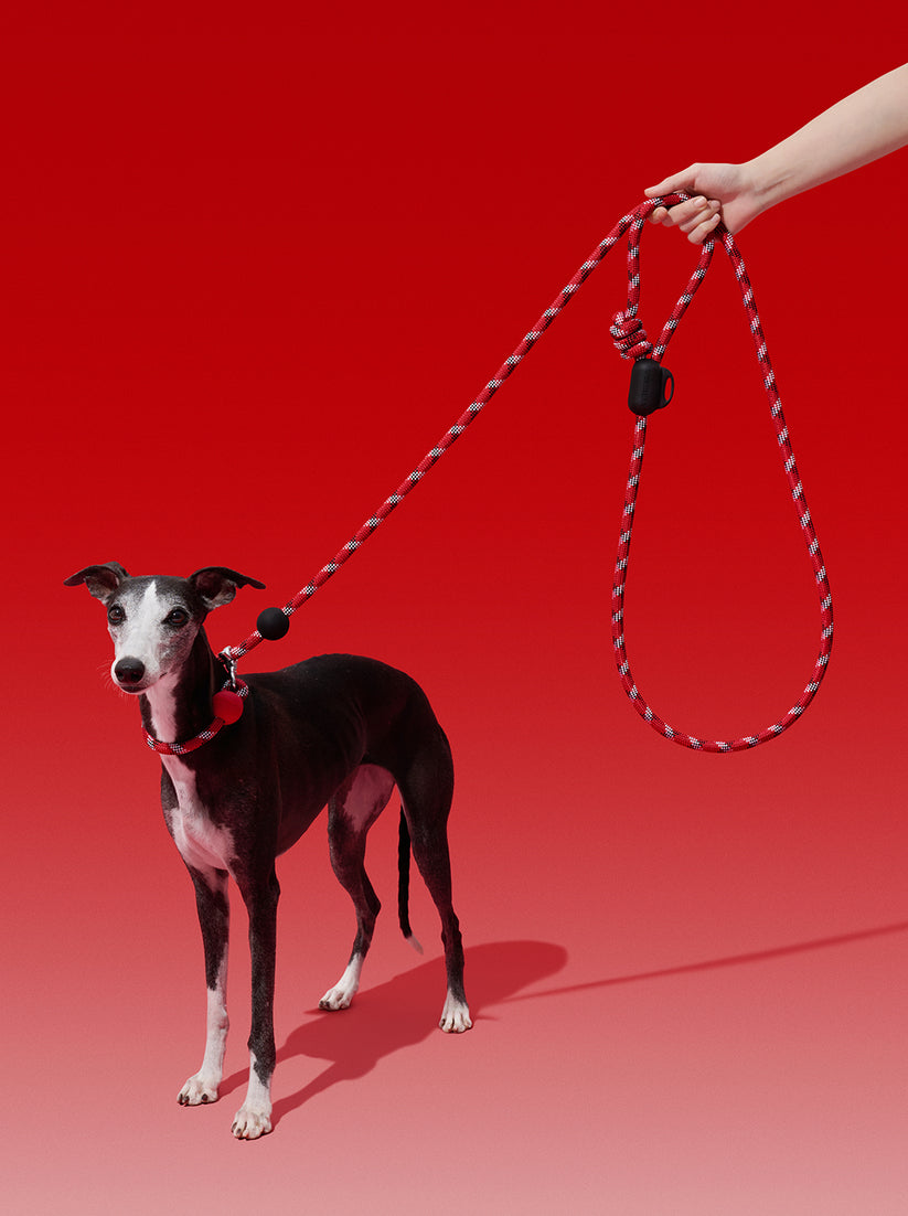 Ollie Bearman Circuit Collection - Connect Multifunction Hands-Free Rope Leash For Pets