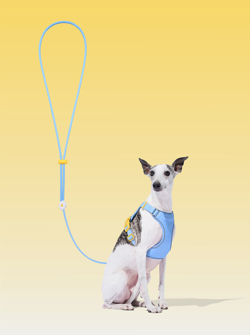 Connect (Premium) Classic Rope Leash for Pets