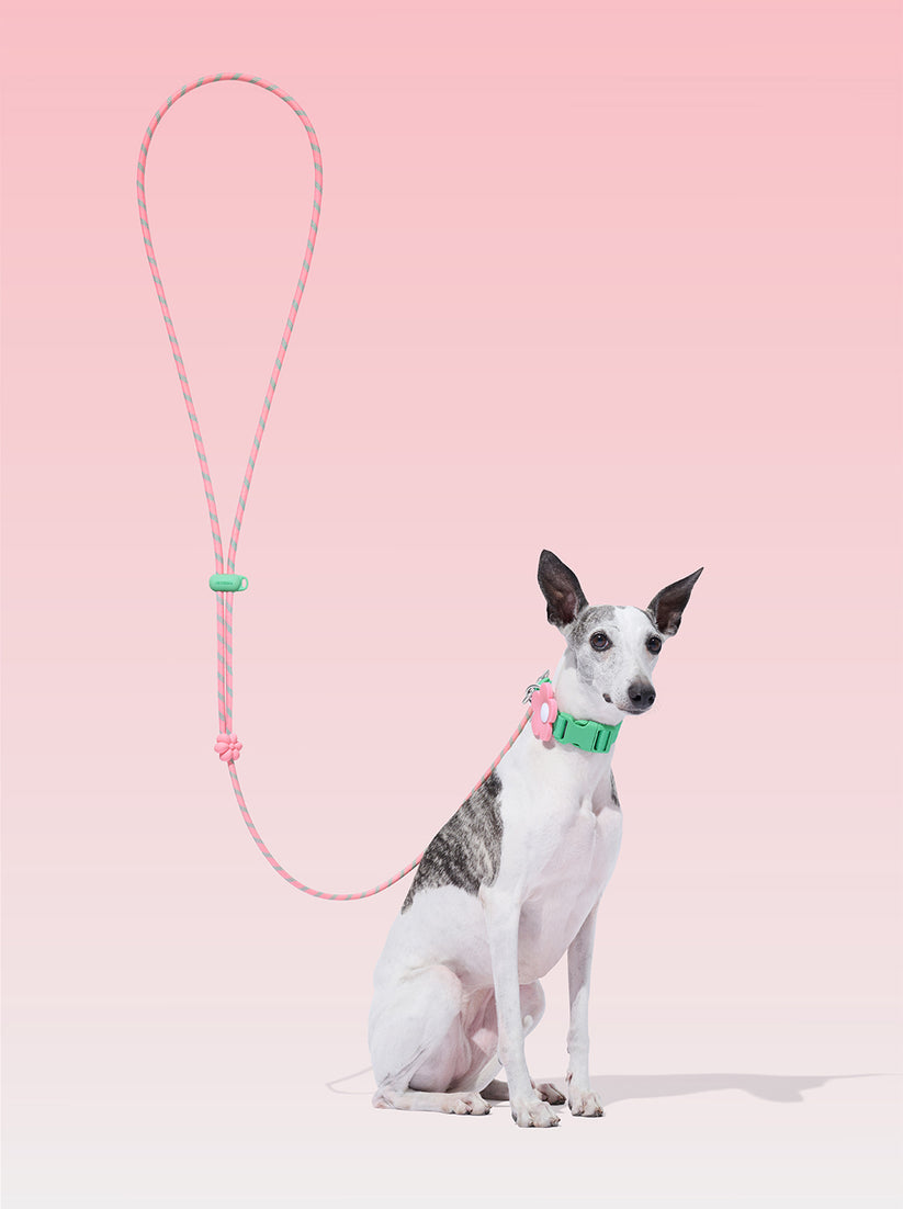 Connect (Premium) Classic Rope Leash for Pets