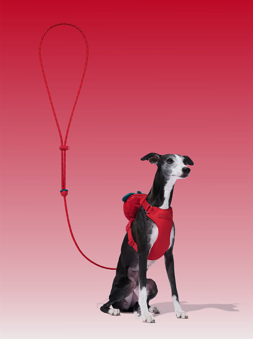 Connect (Premium) Classic Rope Leash for Pets