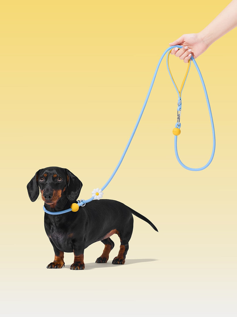 Connect Lite Rope Leash for Pets