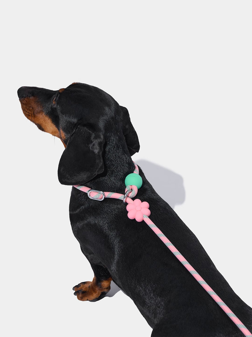 Connect Lite Rope Leash for Pets