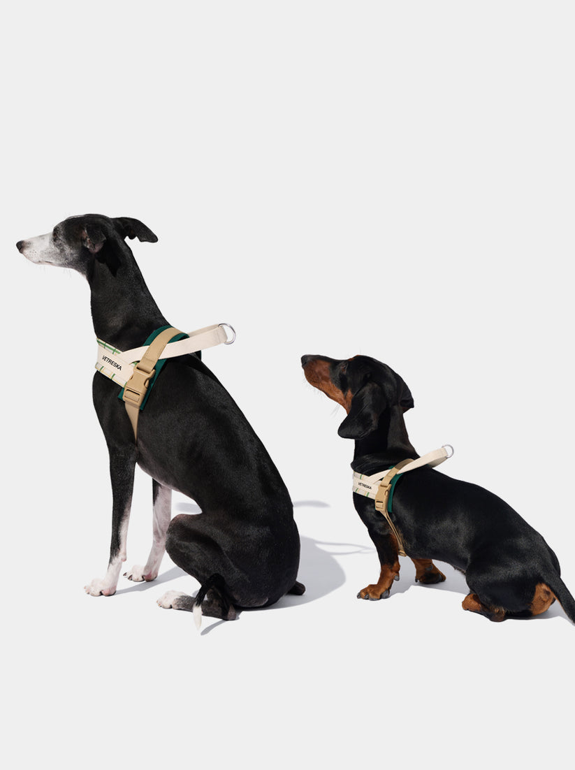 Santal Forest Quick Fit Pet Harness & Leash Set