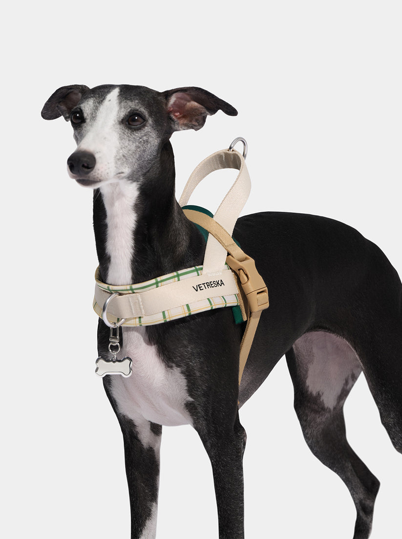 Santal Forest Quick Fit Pet Harness & Leash Set