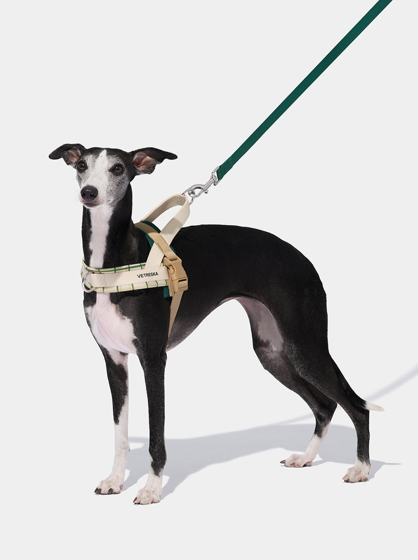 Santal Forest Quick Fit Pet Harness & Leash Set