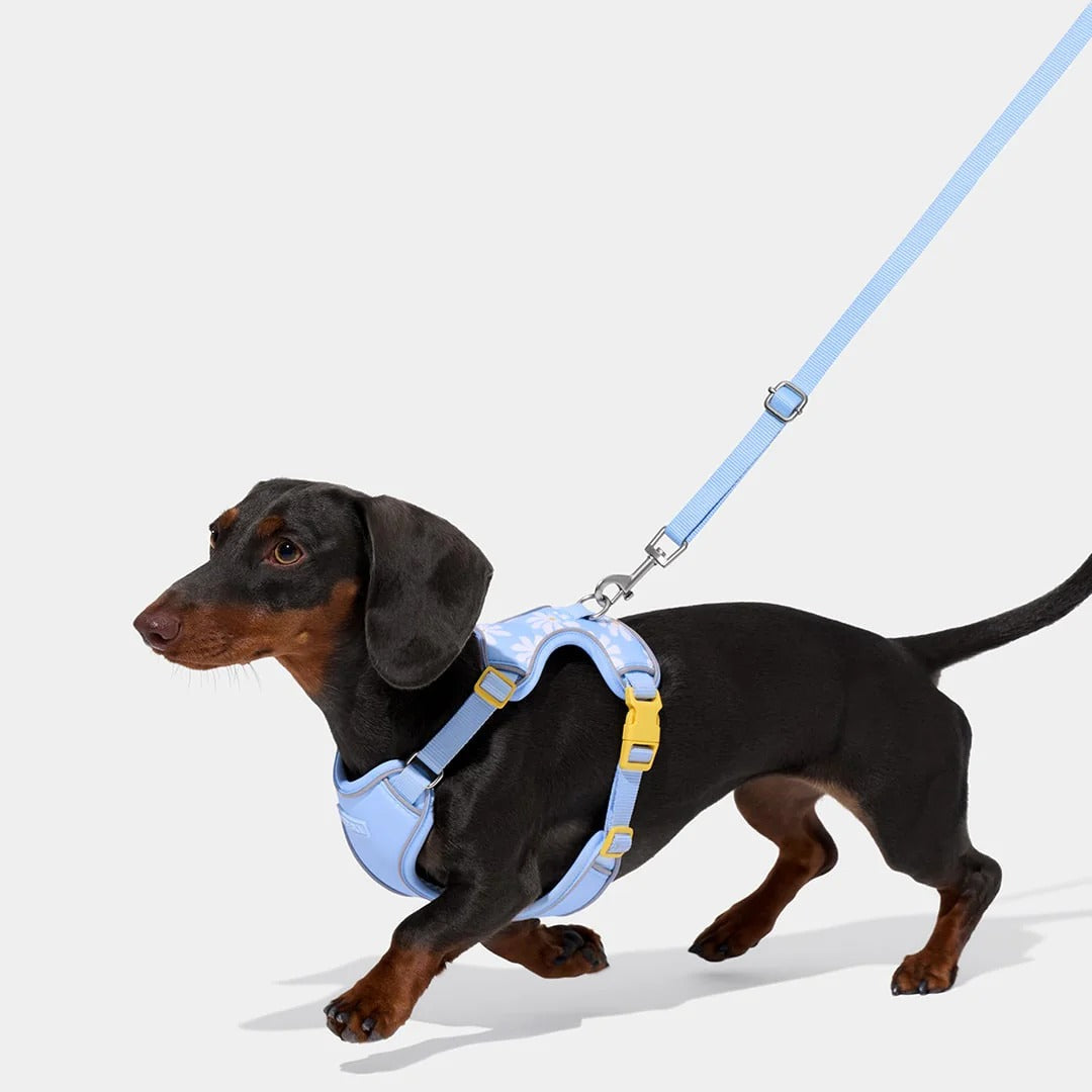 Daisy Pet Harness & Leash Set