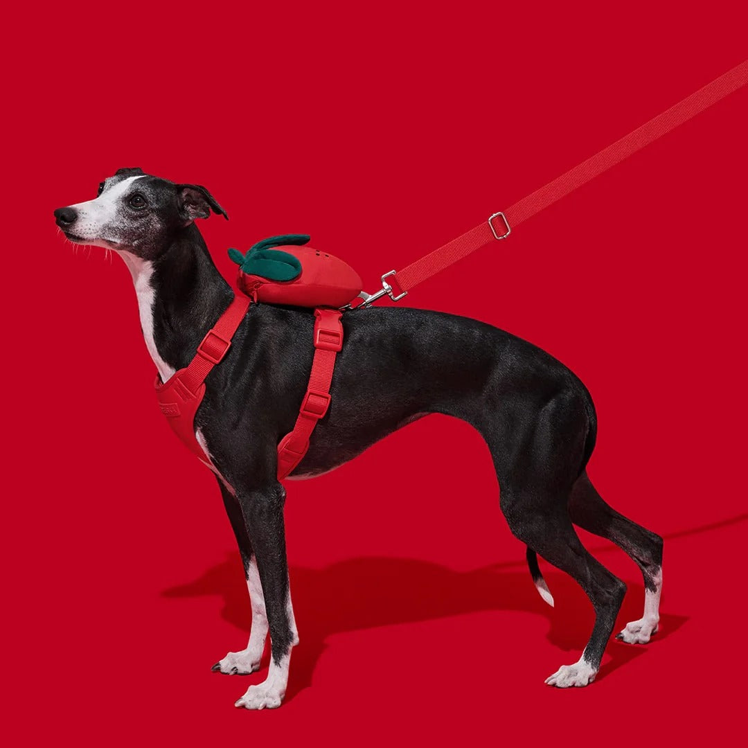 Strawberry Pet Backpack Harness & Leash