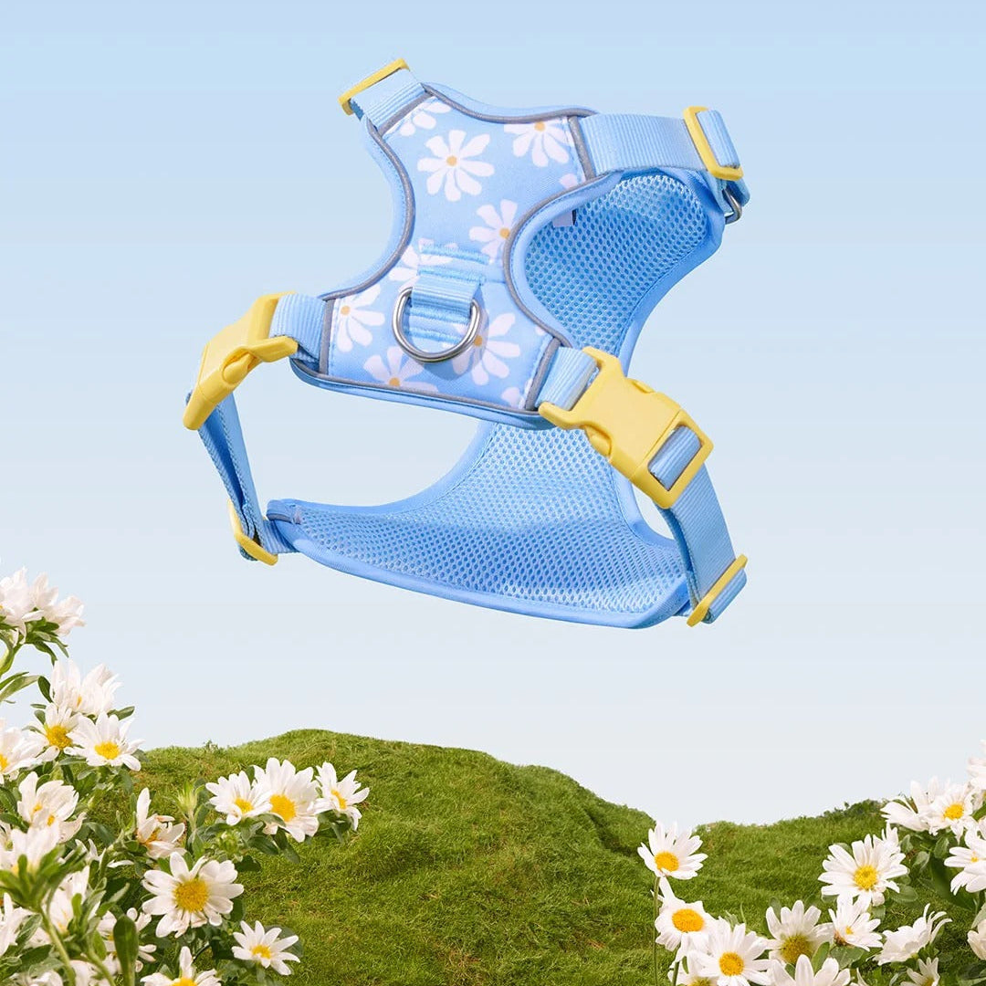 Daisy Pet Harness & Leash Set