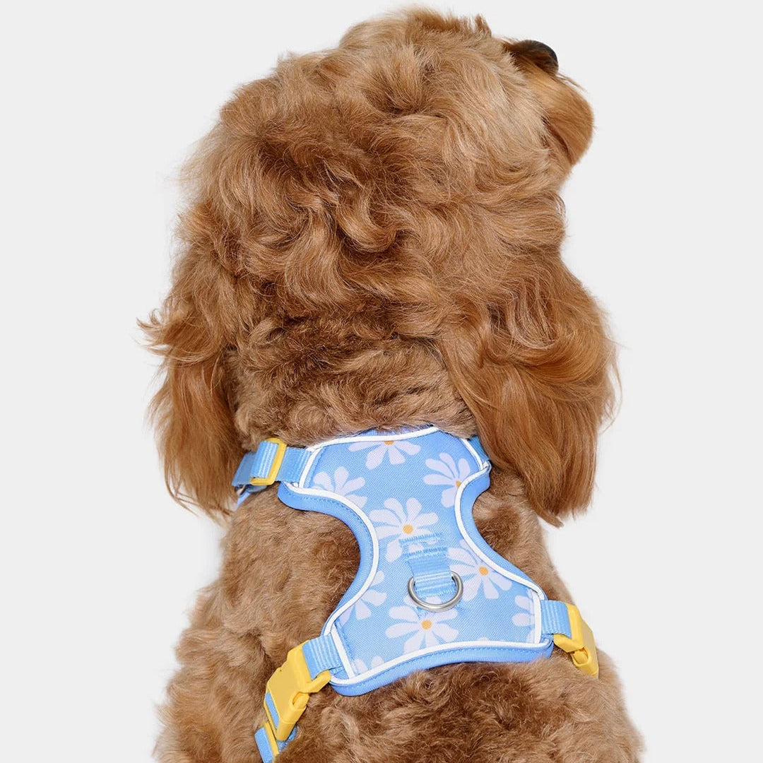 Daisy Pet Harness & Leash Set