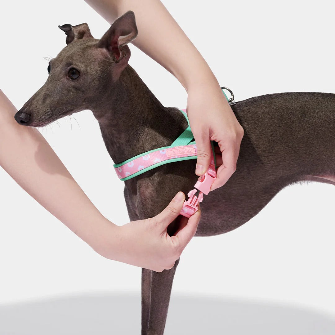 Flora Pet Harness & Leash Set