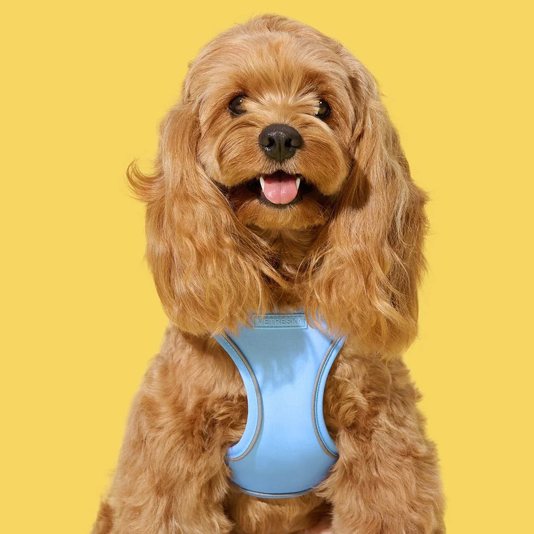 Daisy Pet Harness & Leash Set