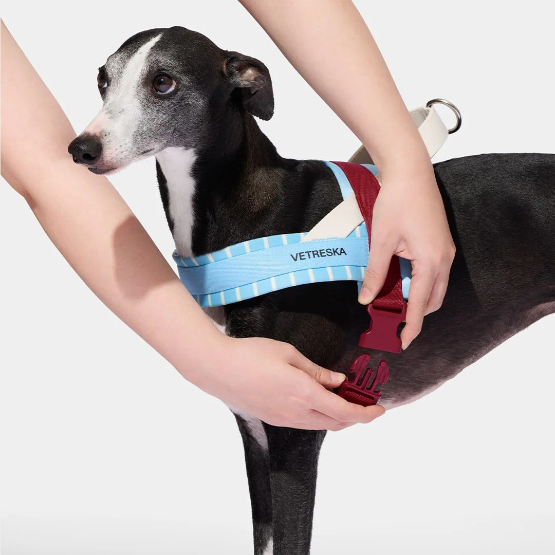 Mist and Merlot Pet Harness & Leash Set