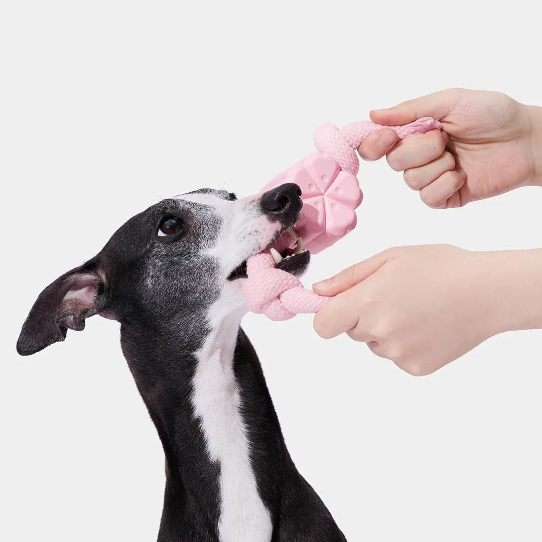 Playful Charm Knot Rope Toy