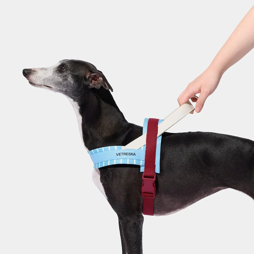 Mist and Merlot Pet Harness & Leash Set