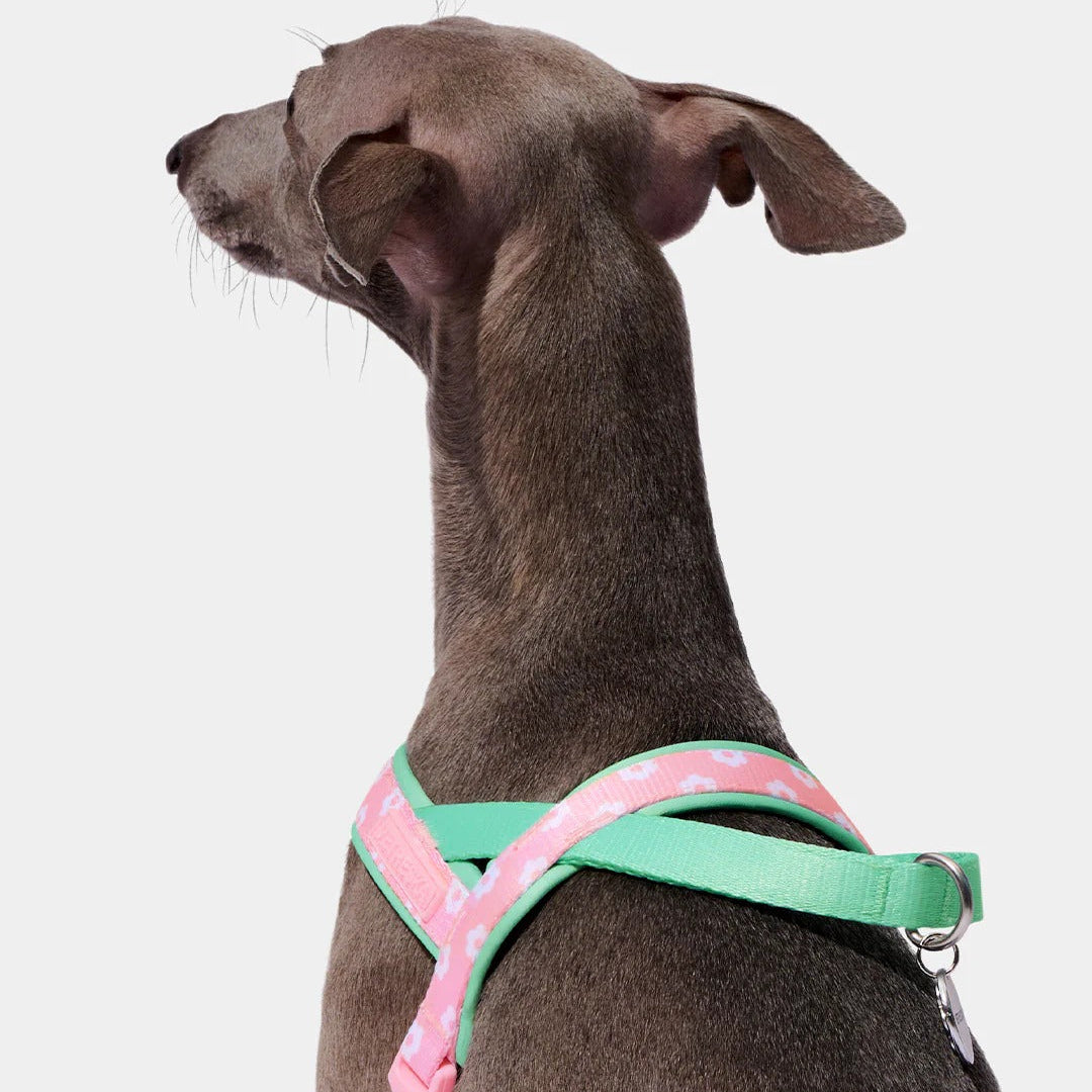 Flora Pet Harness & Leash Set