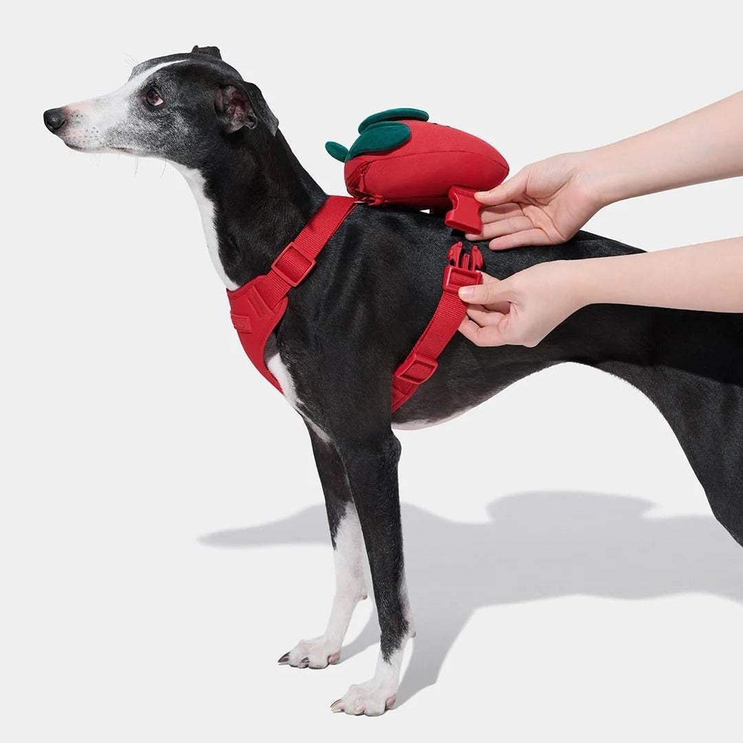 Strawberry Pet Backpack Harness & Leash