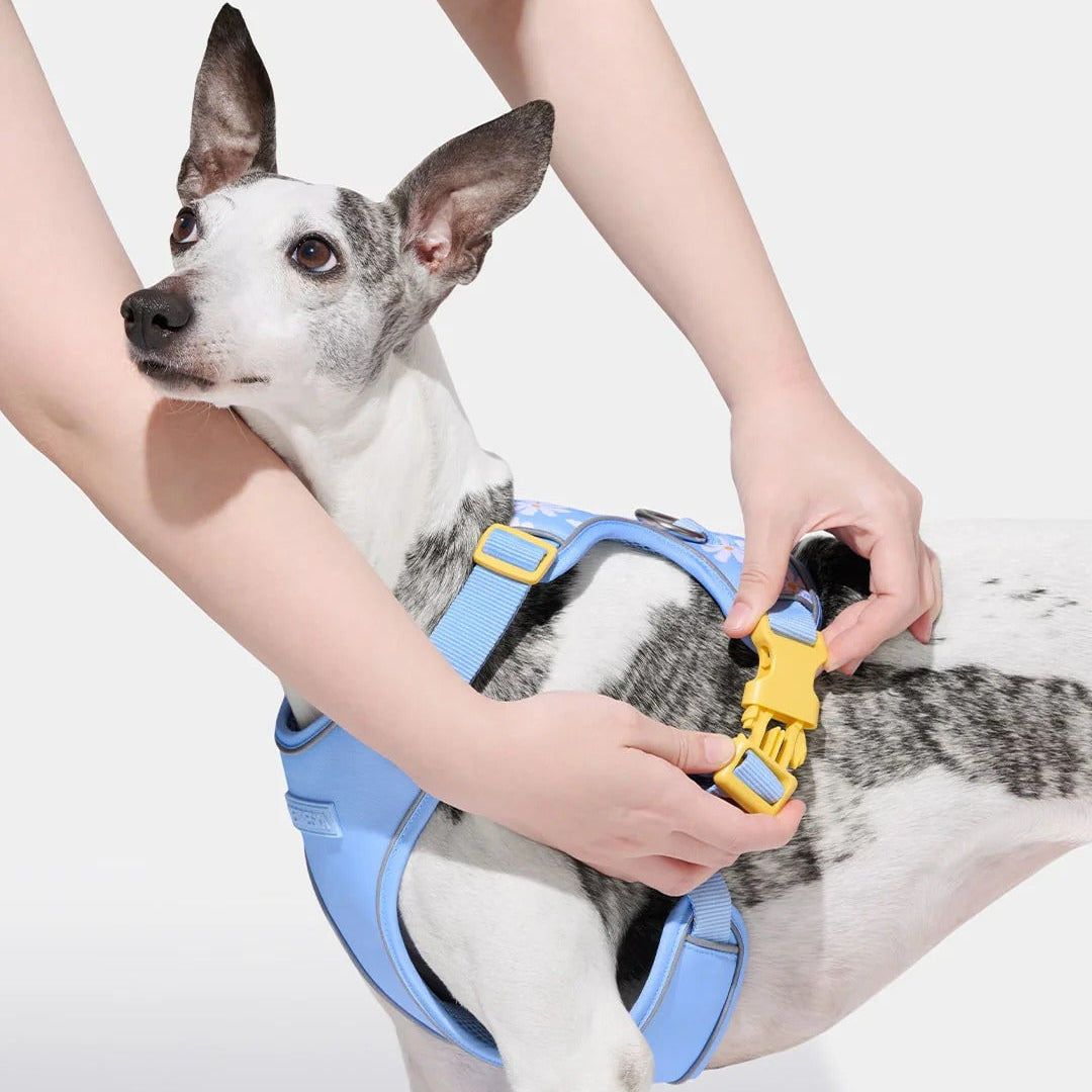 Daisy Pet Harness & Leash Set
