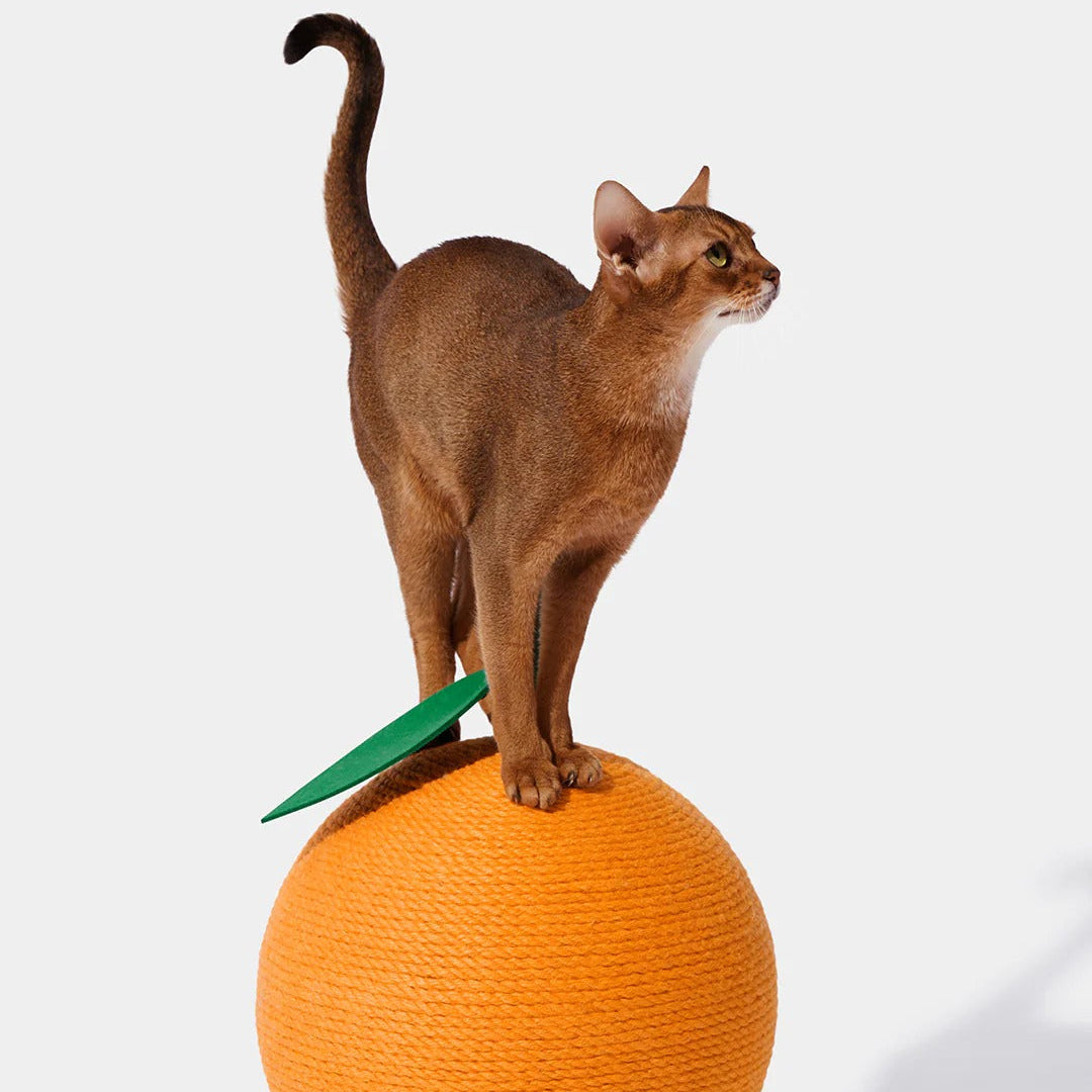 Tangerine Cat Scratching Ball