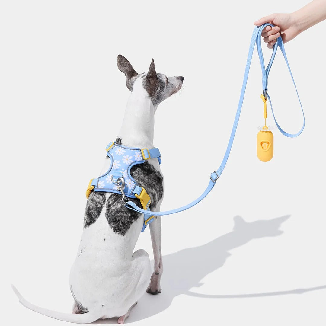 Daisy Pet Harness & Leash Set