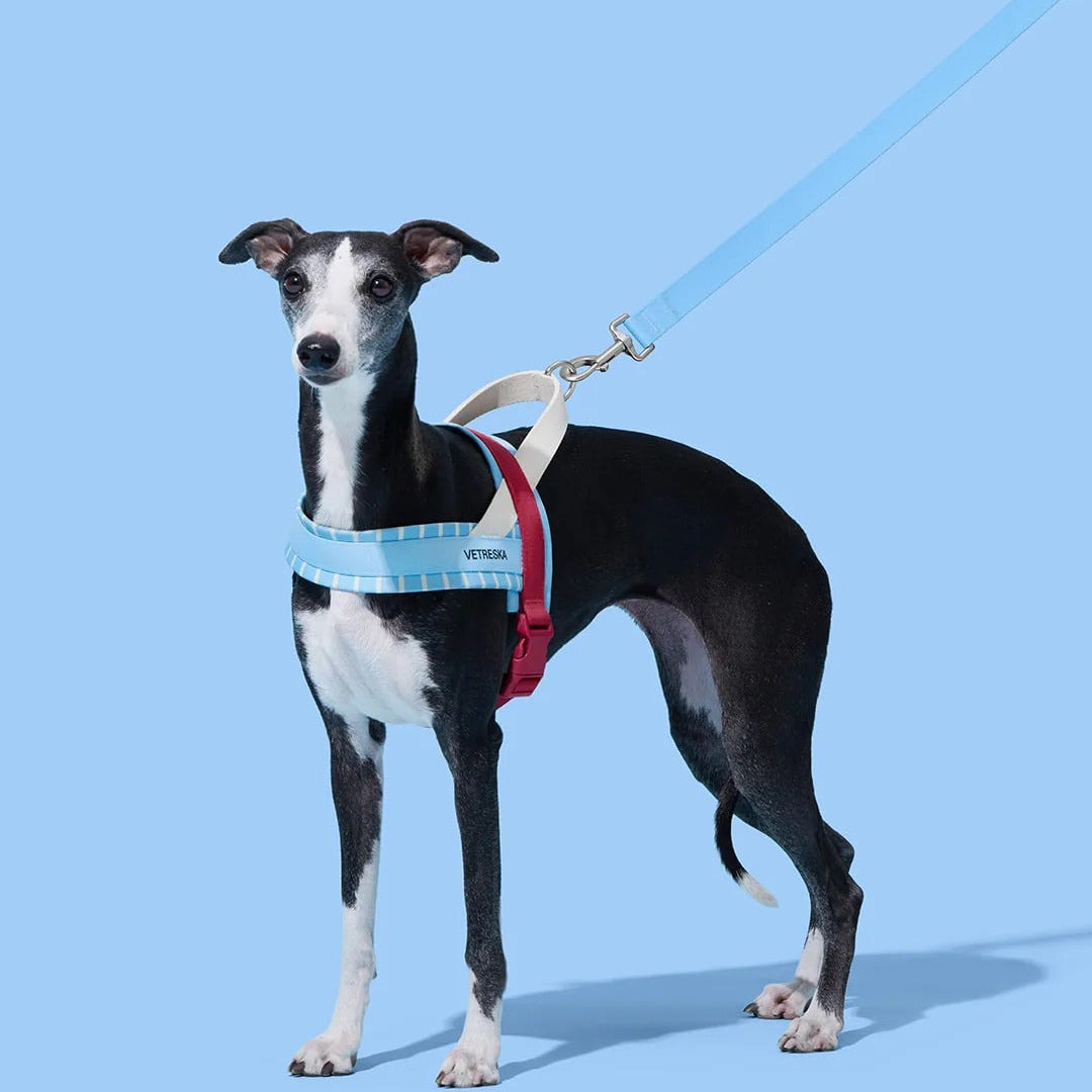 Mist and Merlot Pet Harness & Leash Set