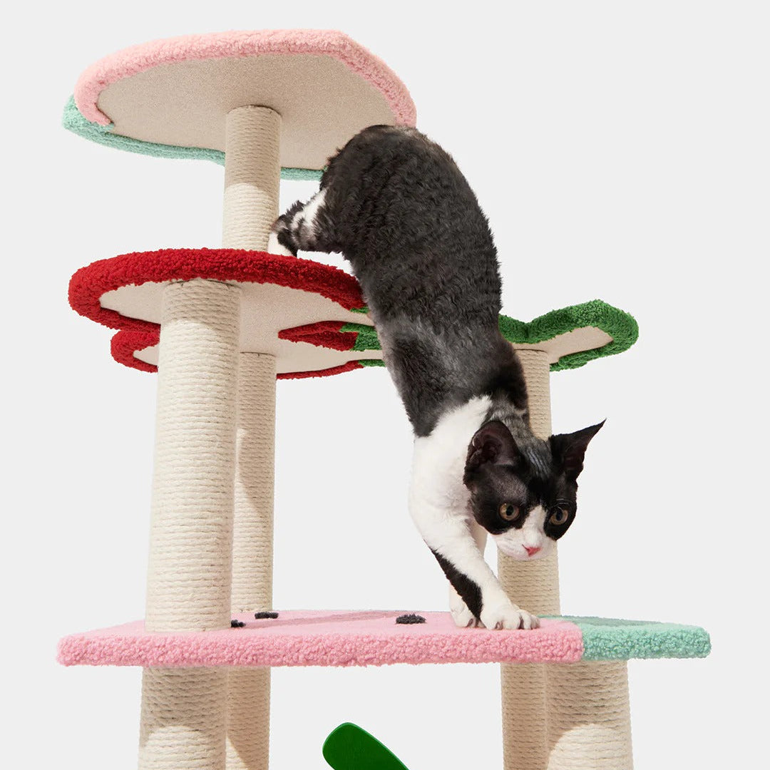Fruit Frenzy Cat Climber