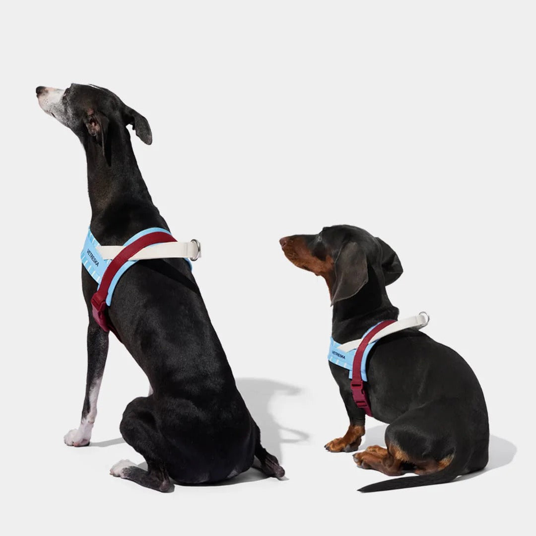 Mist and Merlot Pet Harness & Leash Set