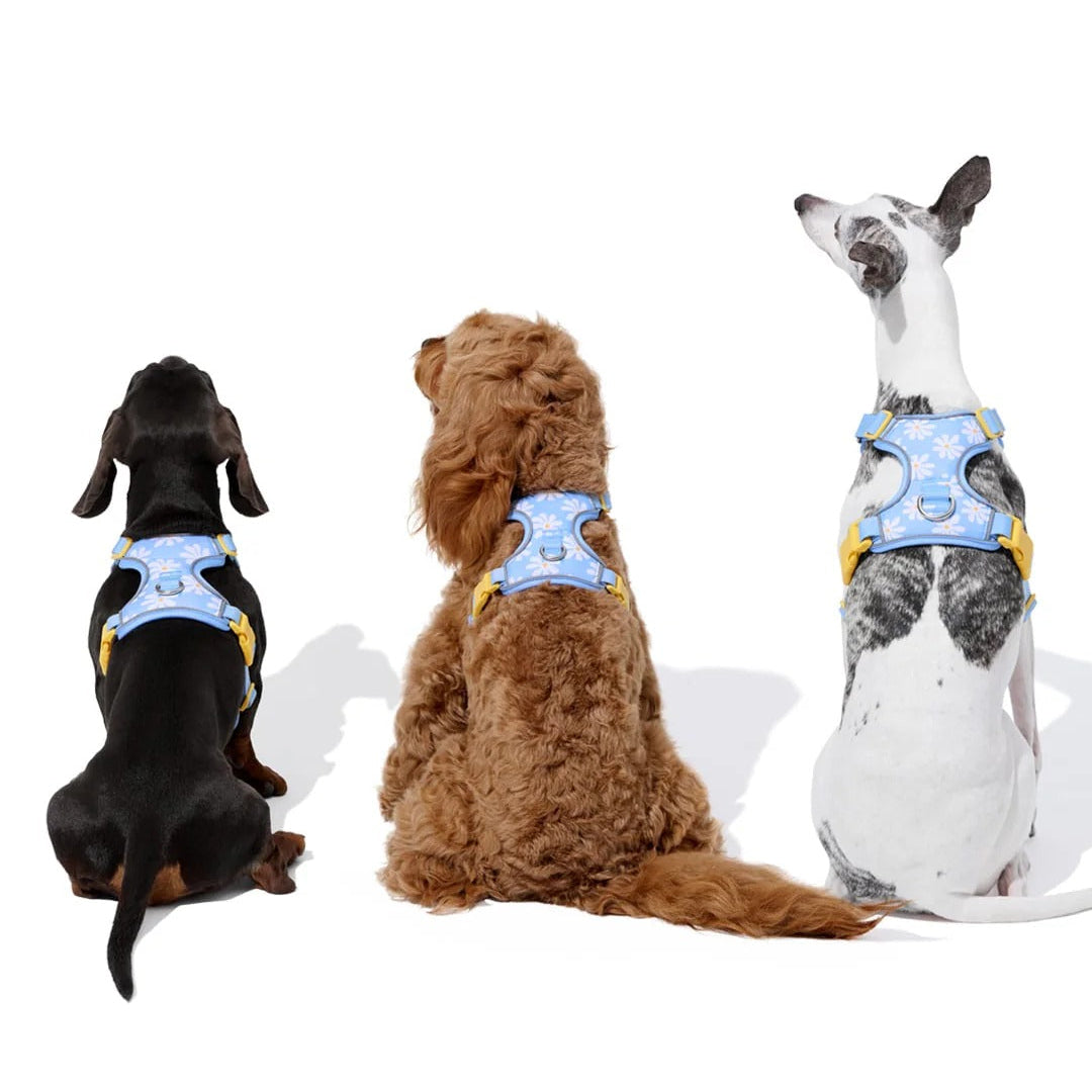 Daisy Pet Harness & Leash Set