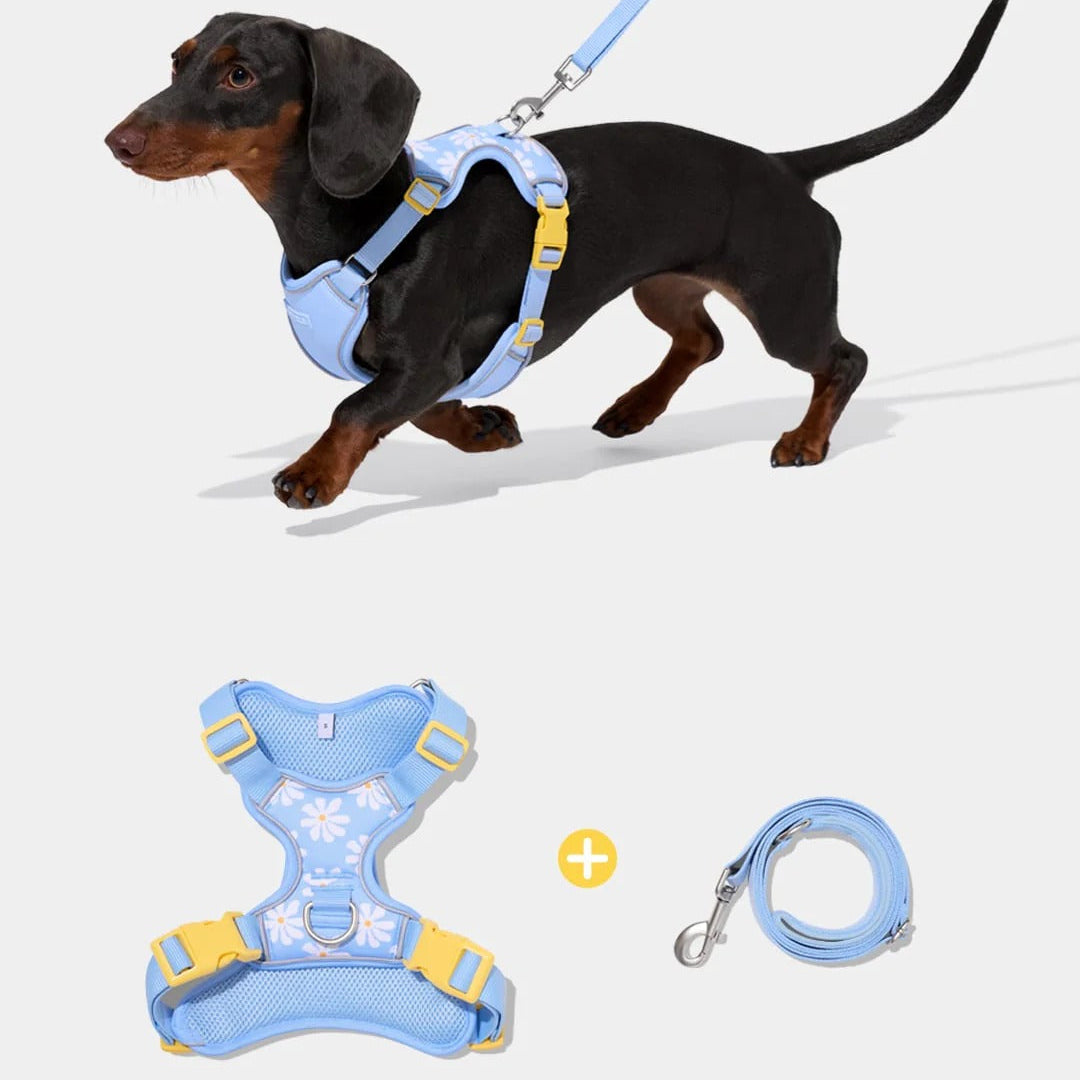 Daisy Pet Harness & Leash Set