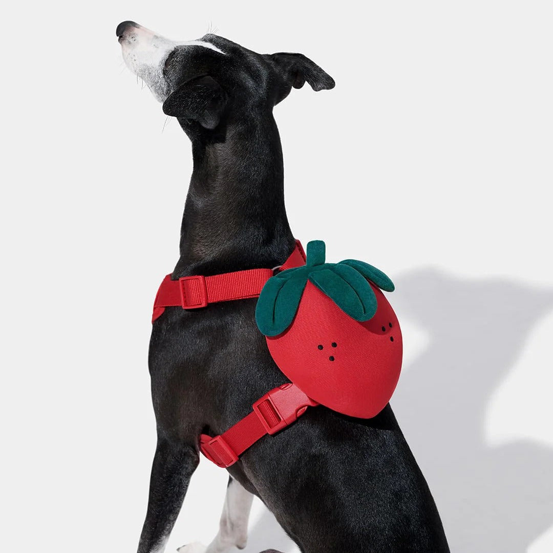 Strawberry Pet Backpack Harness & Leash