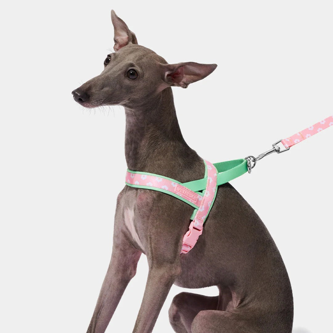 Flora Pet Harness & Leash Set