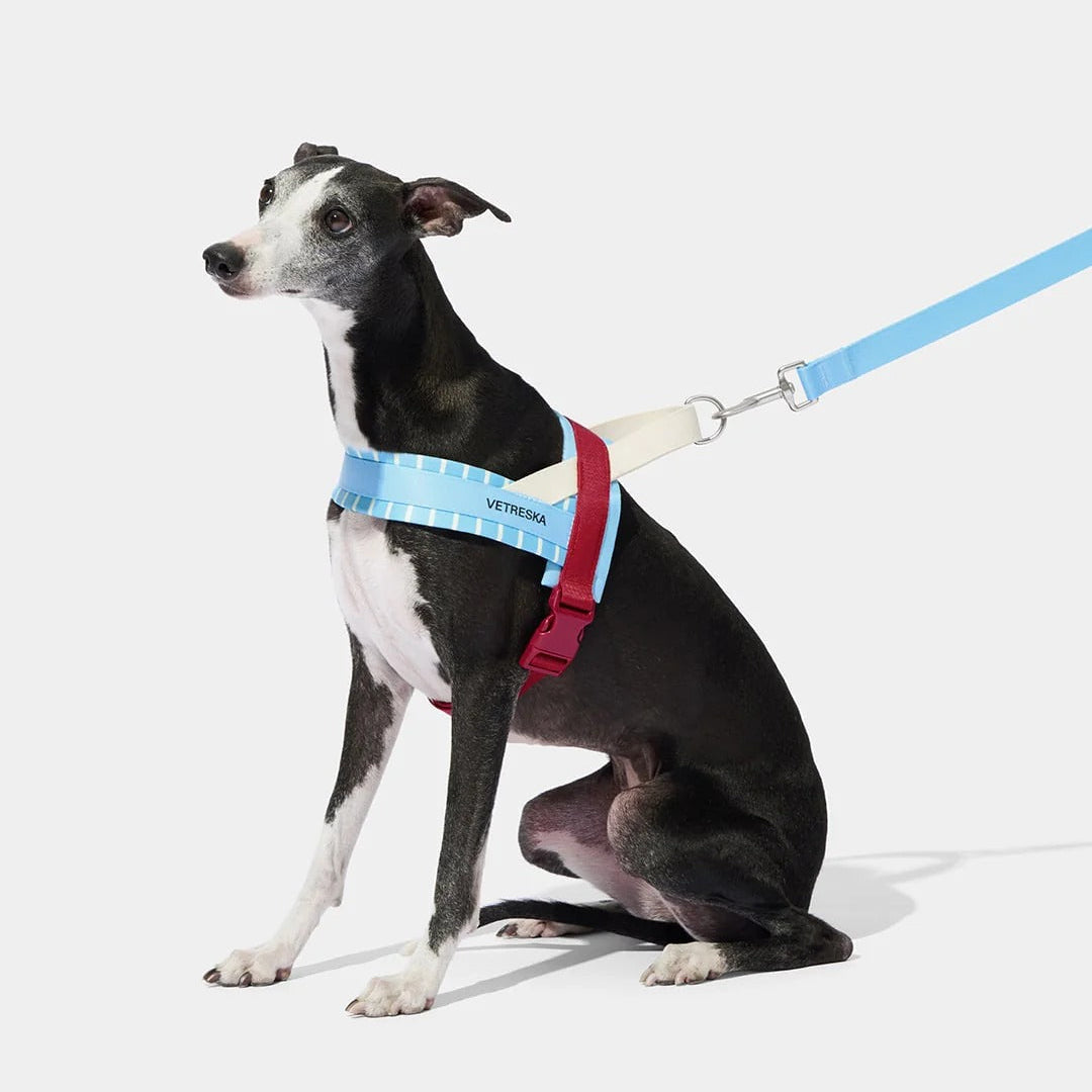 Mist and Merlot Pet Harness & Leash Set